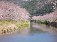 那賀バイパス桜 那賀バイパス桜