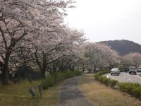 那賀バイパス桜 那賀バイパス桜