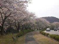 那賀バイパス桜