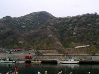 石部山桜 石部山桜