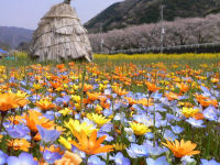 るりからくさがとてもきれいに咲いています るりからくさがとてもきれいに咲いています