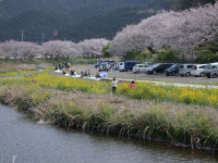 お花見日より