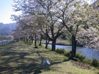 那賀バイパス桜 那賀バイパス桜