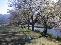 那賀バイパス桜