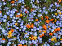 那賀花畑 那賀花畑