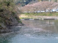 那賀バイパス桜 那賀バイパス桜