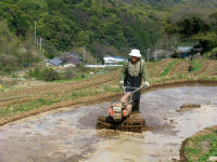 今日の石部棚田 今日の石部棚田