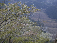 高通山の山桜 高通山の山桜