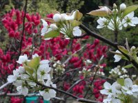 梨の花 梨の花