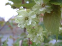 御衣黄桜 御衣黄桜