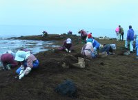 岩地地区ひじき狩り