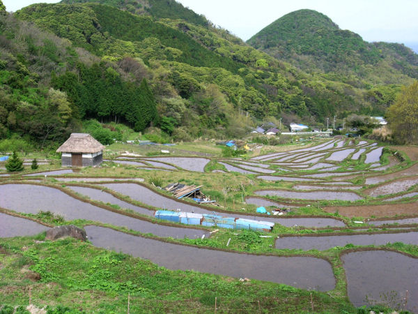 今日の石部棚田