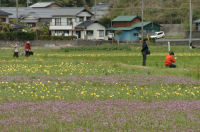 那賀花畑のツマシロヒナギク 那賀花畑のツマシロヒナギク