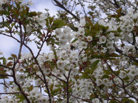 長者ヶ原では桜が満開 長者ヶ原では桜が満開