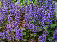 西洋十二単(アジュガ)の花が咲いています 西洋十二単(アジュガ)の花が咲いています
