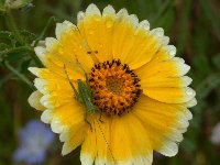 花畑は雨です