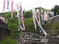 岩科八木山地区のコイノボリ 岩科八木山地区のコイノボリ