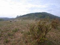 長者ヶ原の山ツツジ 長者ヶ原の山ツツジ