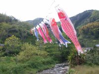 小杉原鯉のぼり 小杉原鯉のぼり