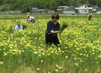 花狩り開放