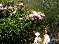 長九郎山八瀬峠のシャクナゲ 長九郎山八瀬峠のシャクナゲ
