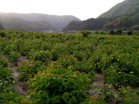 大島桜の若葉