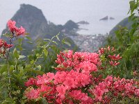 高通山の山ツツジ 高通山の山ツツジ