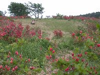 長者ケ原の山ツツジ