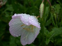 雨に濡れるヒルサキツキミソウ