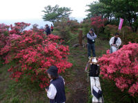 雲見高通山ツツジ祭り