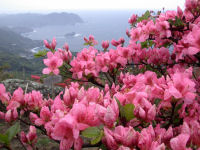 高通山の山ツツジ