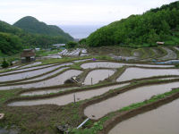 今日の石部棚田