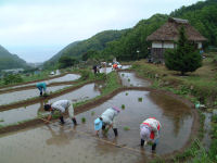 石部棚田田植祭