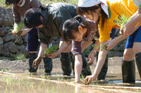 石部棚田の田植え