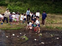 岩科川鮎放流 岩科川鮎放流