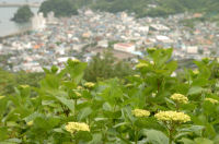 あじさいの丘(牛原山) あじさいの丘(牛原山)