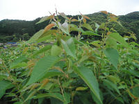 桜葉畑 桜葉畑