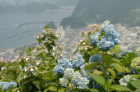 あじさいの丘（牛原山）