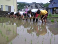 中川小田植え