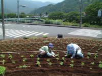 花の会花植え