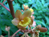 ツチアケビ（ラン科）の花