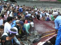 石部地曳網まつり 石部地曳網まつり