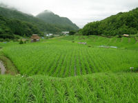 今日の石部棚田