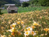 石部棚田 石部棚田