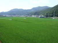 那賀田んぼ 那賀田んぼ