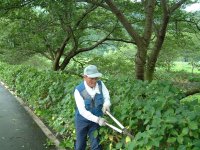 那賀バイパスアジサイ剪定 那賀バイパスアジサイ剪定