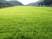 西日に輝く中耕地田んぼ