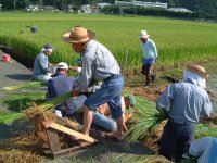 正月お飾り用稲刈り