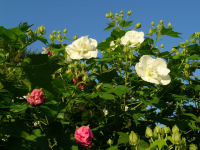 伏倉橋上流の酔芙蓉 伏倉橋上流の酔芙蓉