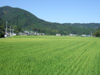 岩科地区の水田 岩科地区の水田